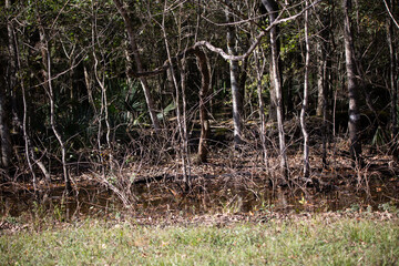 Edge of a Dark Forest