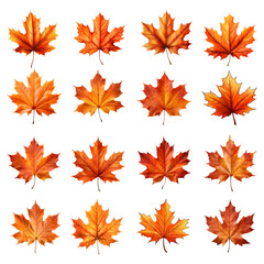 Set of autumn leaves