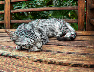 Sleeping Kitten in the Bahamas.