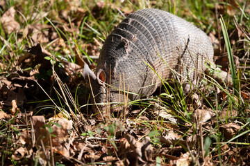 Nine-Banded Armadillo Foraging