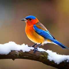 Fototapeta premium lilac breasted roller