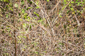 White-Throated Sparrow