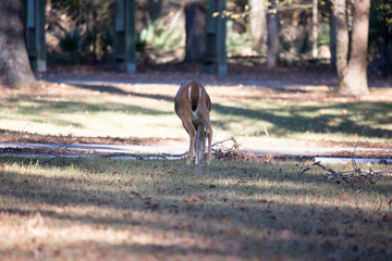White-Tailed Doe Foraging