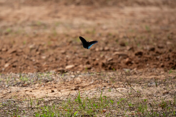 Red-Spotted Purple Butterfly