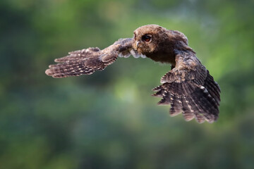 Eurasian scoop owl flying, Eurasian scoop owl closeup