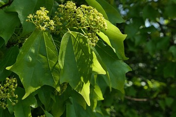 Spring yellow to green flowers and typical three lobed leaves on branch tip of Trident maple tree,...