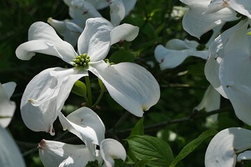 Fully blossoming white flowers of broadleaf tree Flowering Dogwood, latin name Cornus Florida, sunbathing in spring daylight sunshine.  - Powered by Adobe