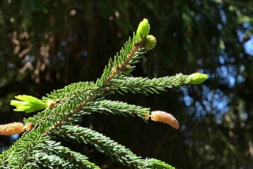 Fresh evolving spring needles and cones on branch tip of coniferous tree Oriental Spruce, latin...