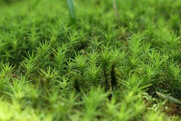Dense green foliage of Haircap Moss, latin name Polytrichum, growing in shade of tree during spring season, late may.  