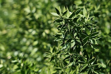 Spiky hard leaves on a branch of Butchers Broom plant, latin name Ruscus Aculeatus, sunbathing in spring daylight sunshine, late may. 