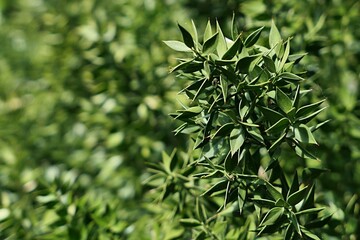Spiky hard leaves on a branch of Butchers Broom plant, latin name Ruscus Aculeatus, sunbathing in...