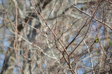 Curious Song Sparrow