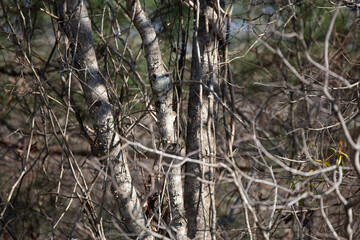 Yellow-Rumped Warbler