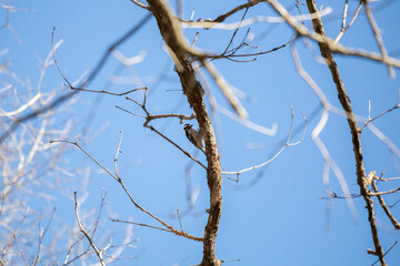 Downy Woodpecker on a Tree Trunk