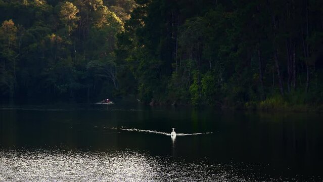Swan swimming on a lake