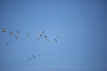 Flock of Green-Winged Teal Ducks