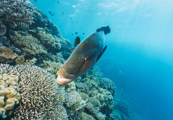 Naklejka na ściany i meble Cheilinus undulatus, maori wrasse humphead fish in australia