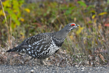 A Spruce Grouse (Canachites canadensis) in Denali National Park and Preserve, Alaska.