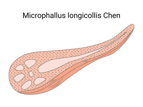Microphallus Longicollis Chen Vestor Design Illustration