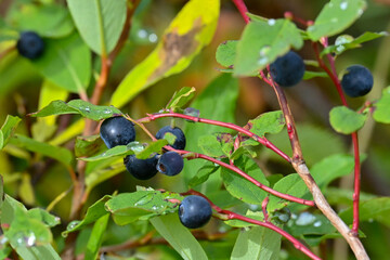 Wild blueberries ready to be picked in Alaska's boreal forest.