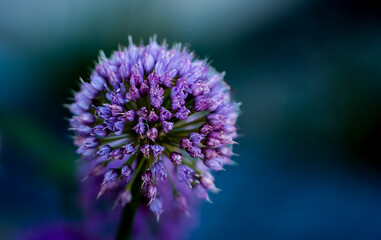 close up of a flower