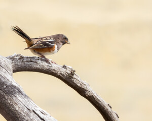 A spotted towhee perches on a tree limb.