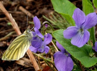 A yellow common brimstone butterfly (Gonepteryx rhamni) on violet (Viola) flower. Macro.