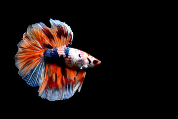 Betta fish fancy nemo blue marble halfmoon from Thailand, Siamese fighting fish on isolated black background.