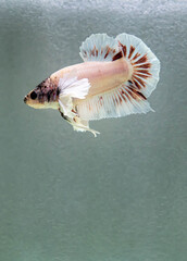 Betta fish Halfmoon Plakat in different color and styles from Thailand, Siamese fighting fish...
