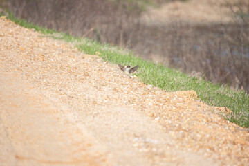 Eastern Phoebe