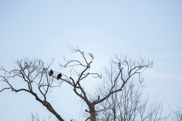 Great Egret and Turkey Vultures