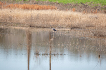 Immature Great Blue Heron
