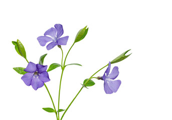 Delicate purple flowers - periwinkle - Vinca minor flowers - isolated on white background