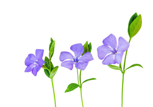 Vinca flowers isolated on white background.Delicate flower arrangement with copy space. Vinka minor.