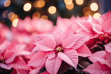 pink poinsettias flower with bokeh, festive background 