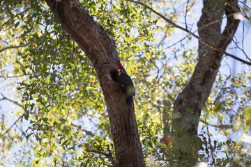 Pileated Woodpecker Foraging