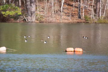 Nine Lesser Scaup Ducks