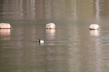 Male Lesser Scaup Duck Swimming