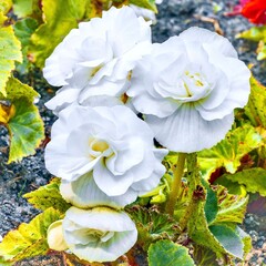White begonia flowers in the garden, close-up photo.