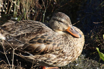Close Up Of A Mallard, U of A Botanic Gardens, Devon, Alberta