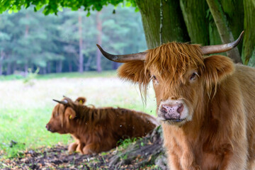Two bulls sitting under a green tree at the edge of the forest