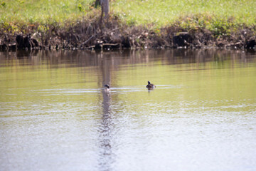 Pair of Pied-Billed Grebes