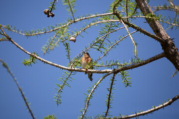 Curious Immature Eastern Bluebird