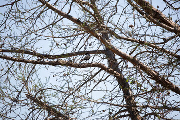 Obraz premium Great-Tailed Grackle