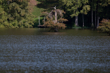 Osprey Landing on a Nest