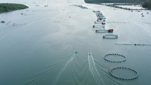 Fish cage for tilapia, milkfish farming aquaculture or pisciculture practices. Philippines, Luzon. Fish farm, top view. Aerial view of fish ponds for bangus, milkfish.