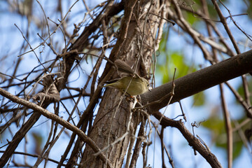 Ruby-Crowned Kinglet