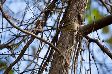 Ruby-Crowned Kinglet