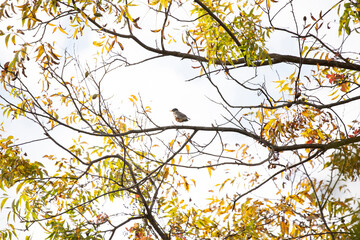American Robin in Autumn
