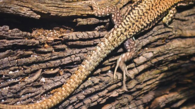Lizard on a tree log walking off